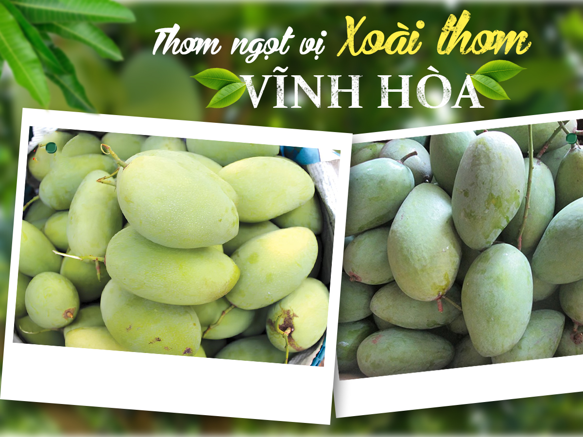 Xoài thơm Vĩnh Hoà